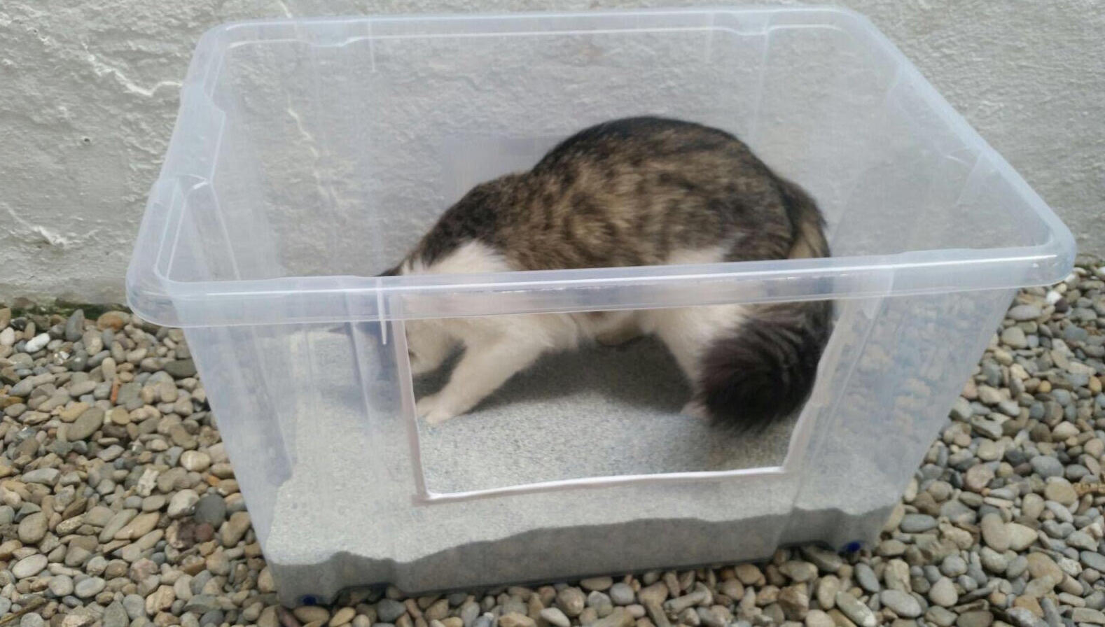 Arenero grande y abierto para gatos Arenero abierto y grande perfecto para el bienestar de tu gato | Etología Felina