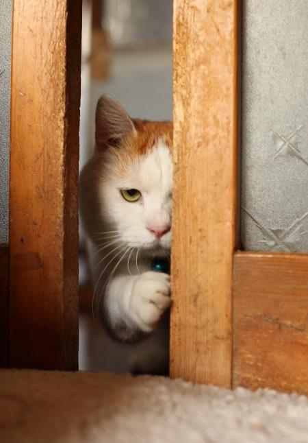 como tratar gato con miedo