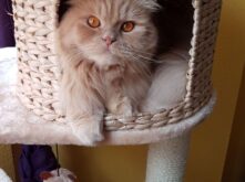 Holistic cat expertos en gatos