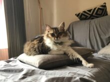 Holistic-cat expertos en comportamiento de los gatos