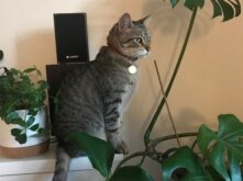 Holistic-cat expertos en gatos