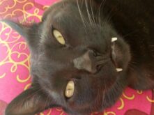 Holistic-cat expertos en gatos